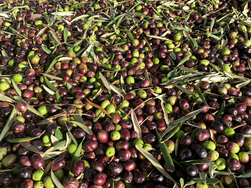 aceitunas